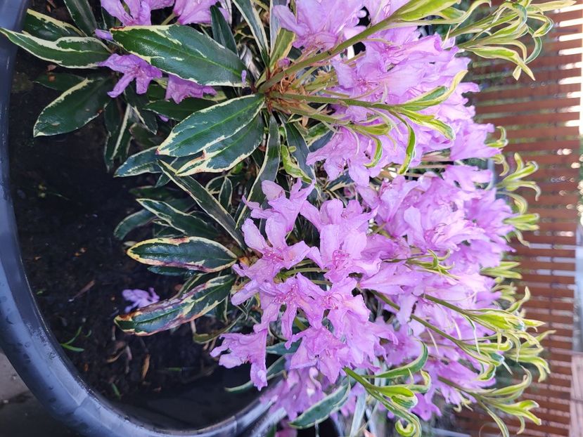  - rododendron si azalee de gradina