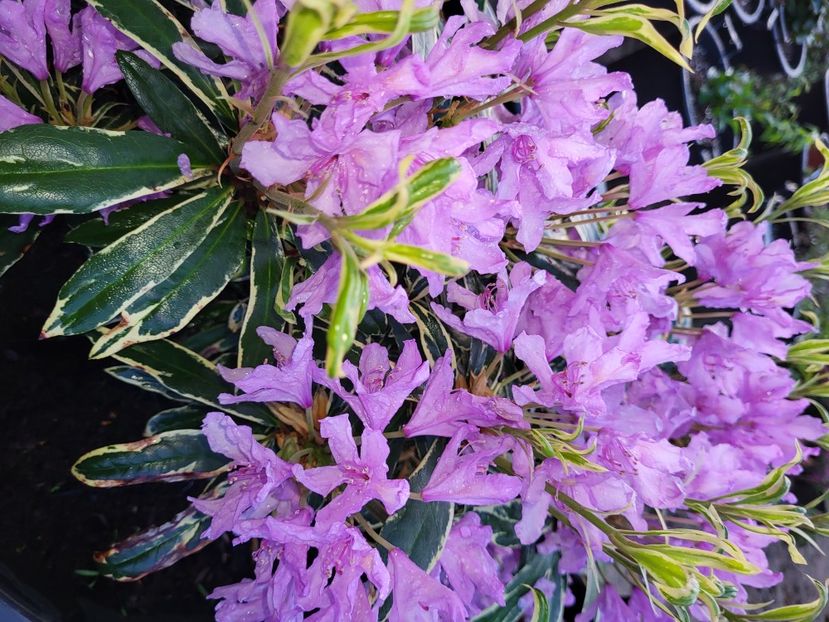  - rododendron si azalee de gradina