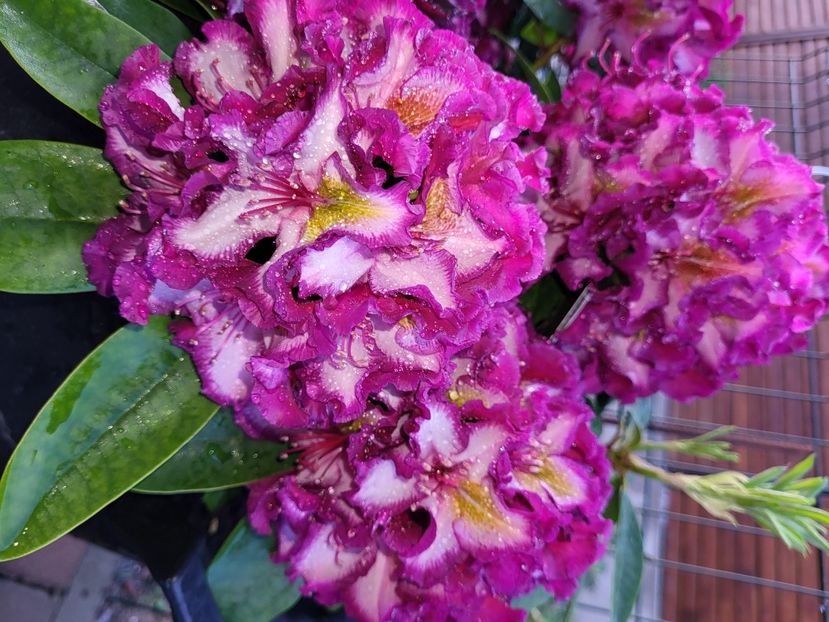  - rododendron si azalee de gradina