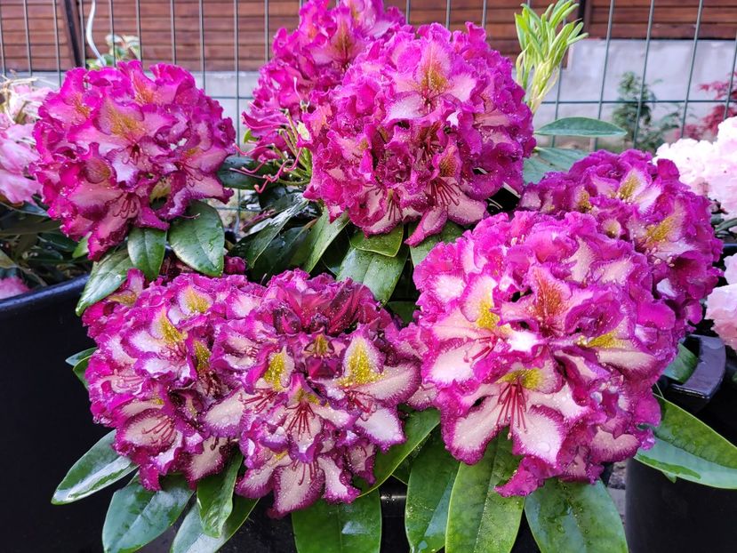  - rododendron si azalee de gradina