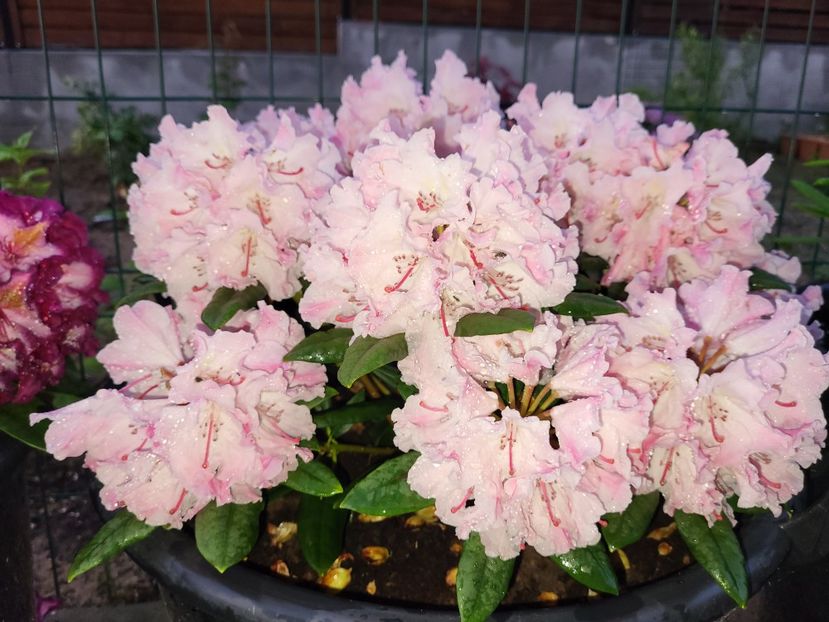  - rododendron si azalee de gradina