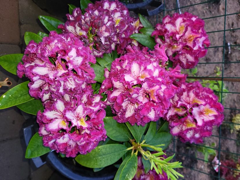 - rododendron si azalee de gradina