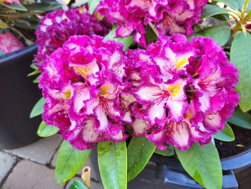  - rododendron si azalee de gradina