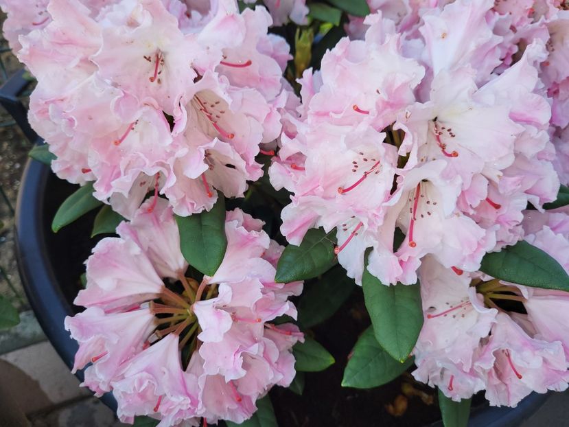  - rododendron si azalee de gradina