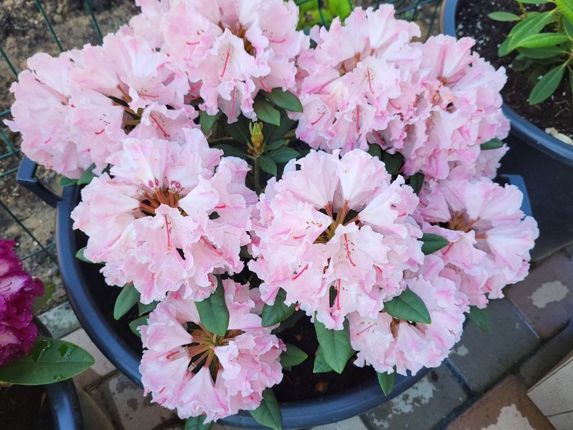  - rododendron si azalee de gradina