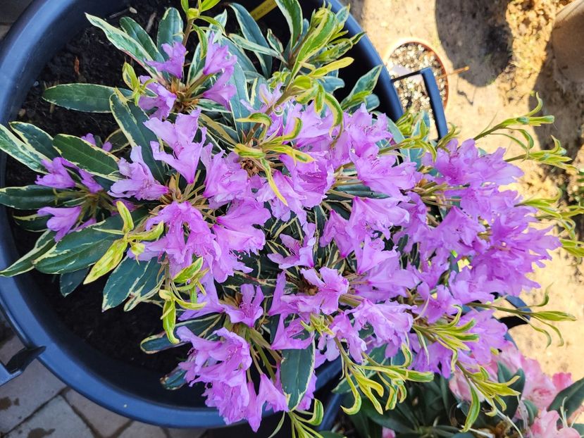  - rododendron si azalee de gradina