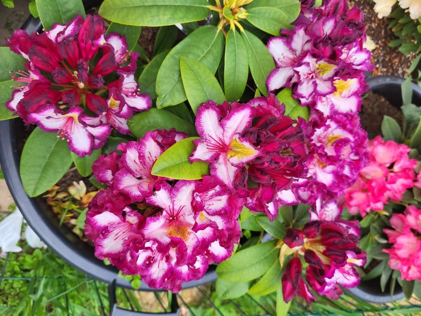  - rododendron si azalee de gradina