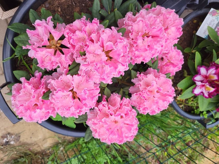  - rododendron si azalee de gradina