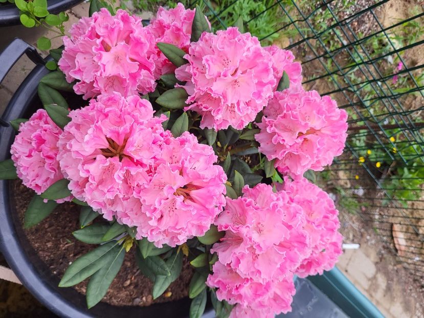  - rododendron si azalee de gradina