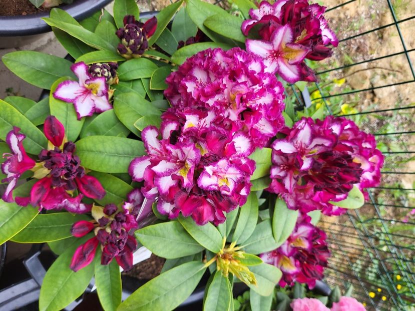  - rododendron si azalee de gradina