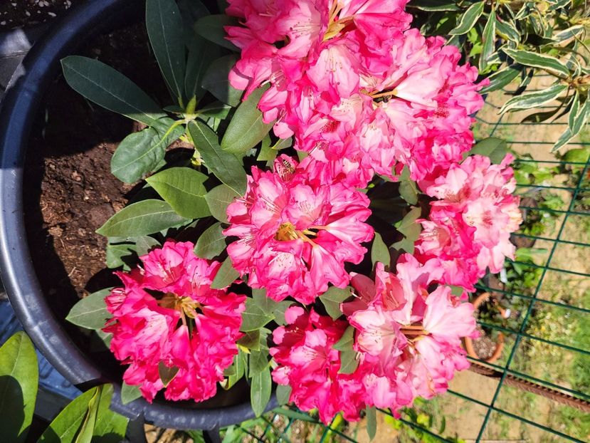  - rododendron si azalee de gradina