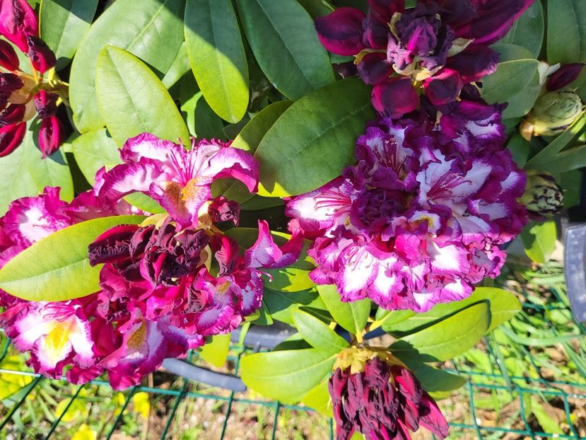  - rododendron si azalee de gradina