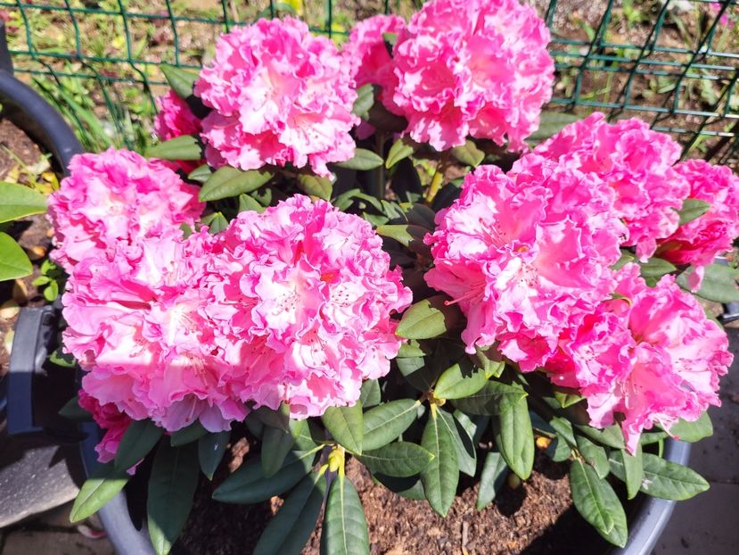  - rododendron si azalee de gradina