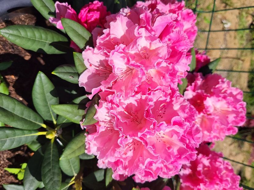  - rododendron si azalee de gradina