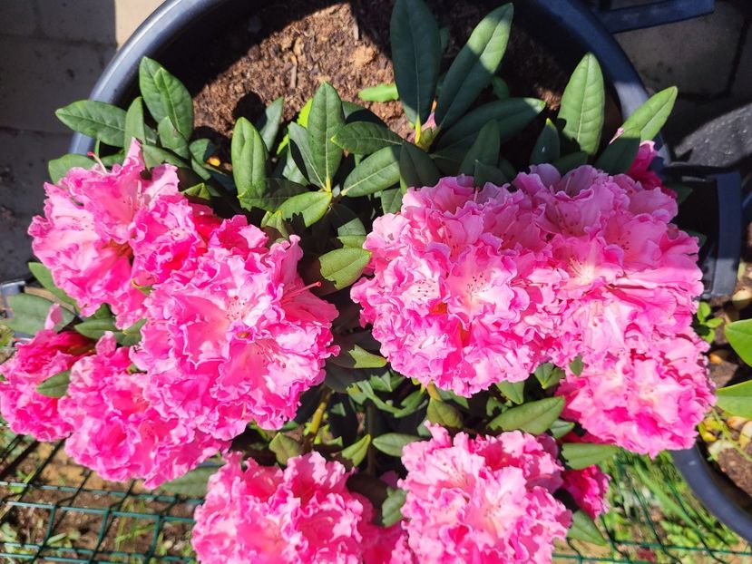  - rododendron si azalee de gradina