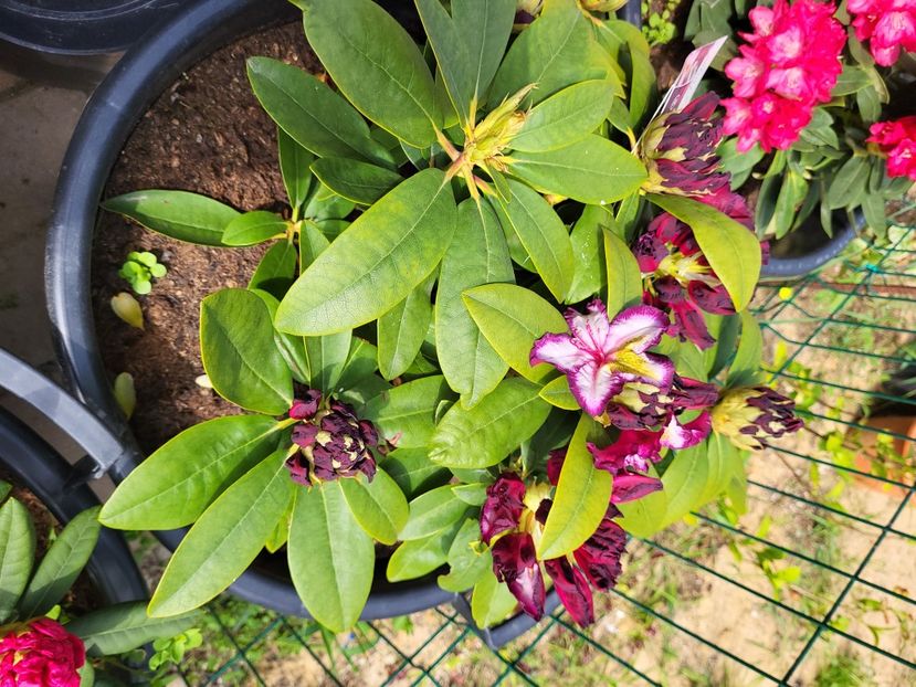  - rododendron si azalee de gradina