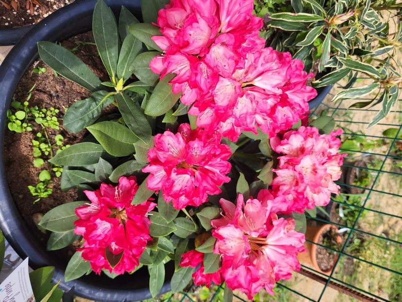  - rododendron si azalee de gradina