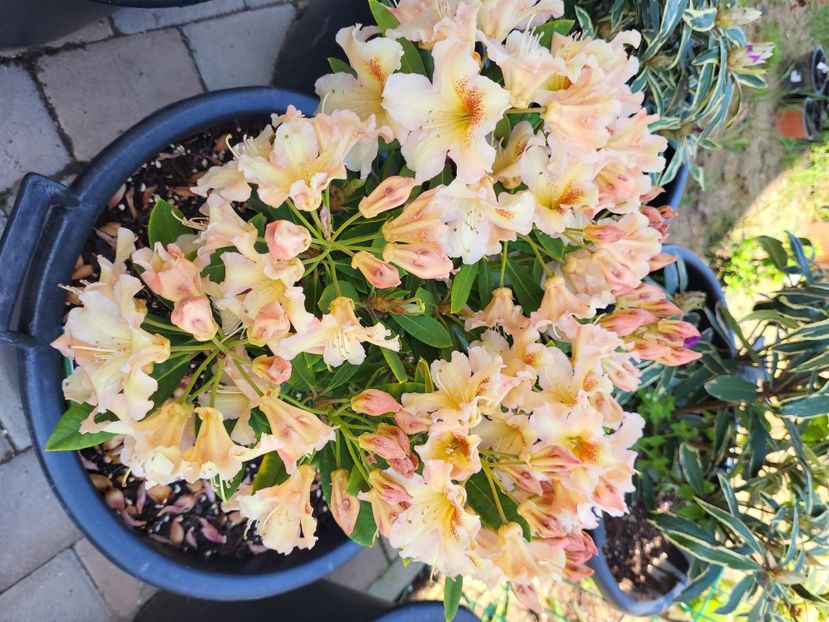  - rododendron si azalee de gradina