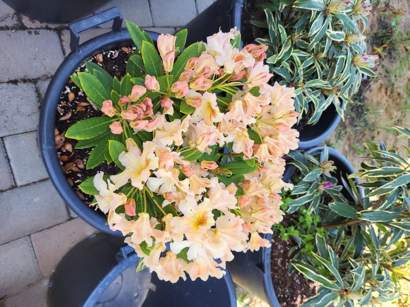  - rododendron si azalee de gradina