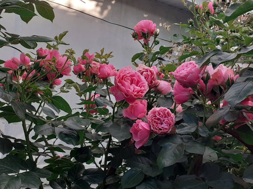  - Pink Leonardo 2021 - 2022 - 2023