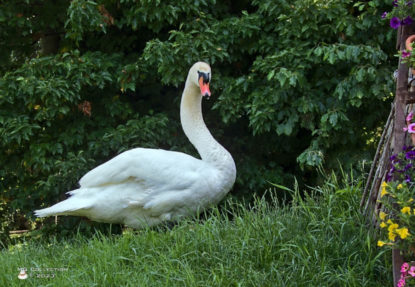 w-Male Swan-Lebada mascul7625 - PASARI - BIRDS