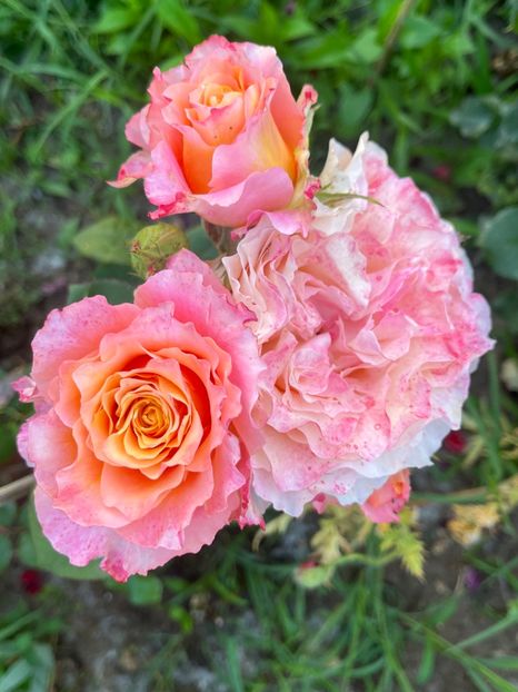 F058930F-EC5A-4014-8A77-A6DF2458140F - Trandafiri la balta 2023