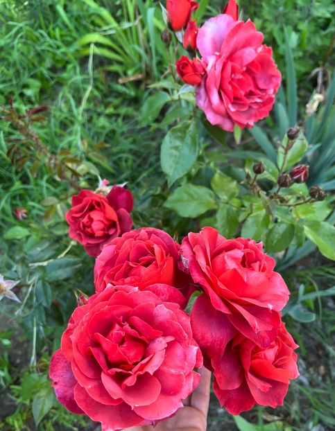 BDB9E0D9-7539-4B03-9C75-8275A0952D45 - Trandafiri la balta 2023