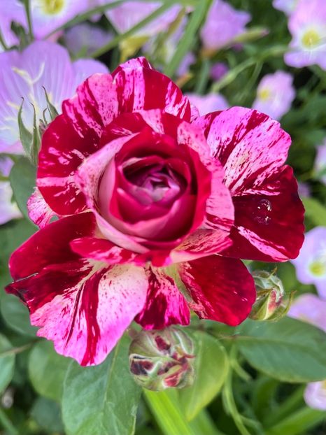 ED65CA9B-D914-45EE-9F55-6985E39C800E - Trandafiri la balta 2023