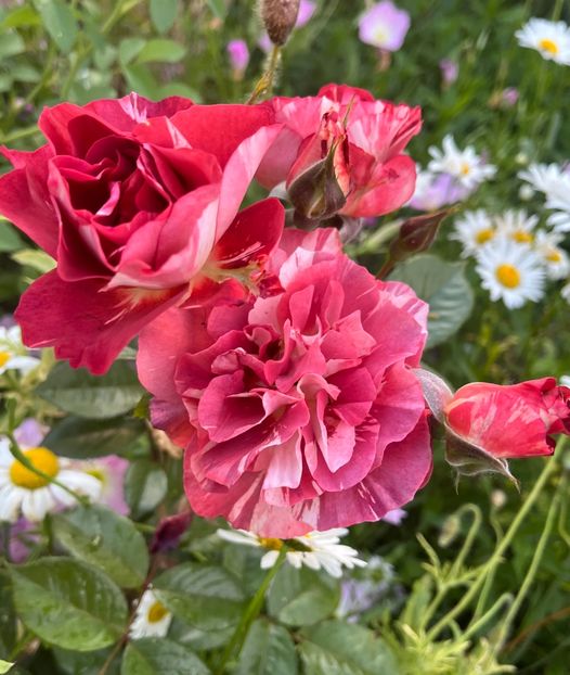 2291E060-33A2-4D94-9429-1CE48CEC503D - Trandafiri la balta 2023