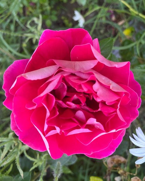 855FFDB3-0DAA-4EED-A6C8-D26BAA14CB85 - Trandafiri la balta 2023