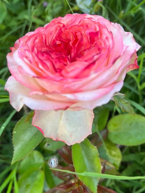 001DC538-E833-4CFB-A734-EEA2F078E77F - Trandafiri la balta 2023