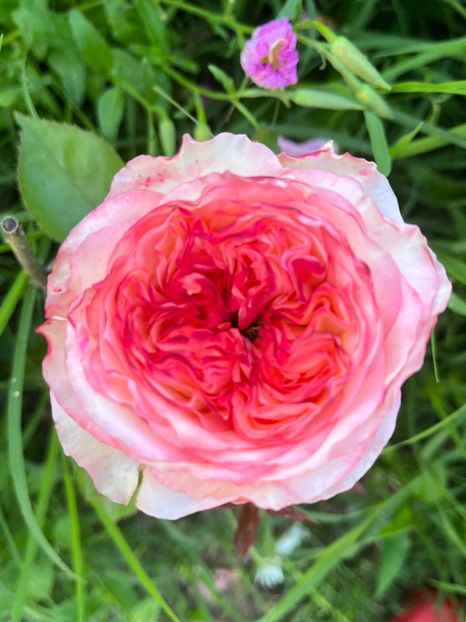 5D0AAD8A-BD5F-44BC-84DA-3863AAC8CA28 - Trandafiri la balta 2023