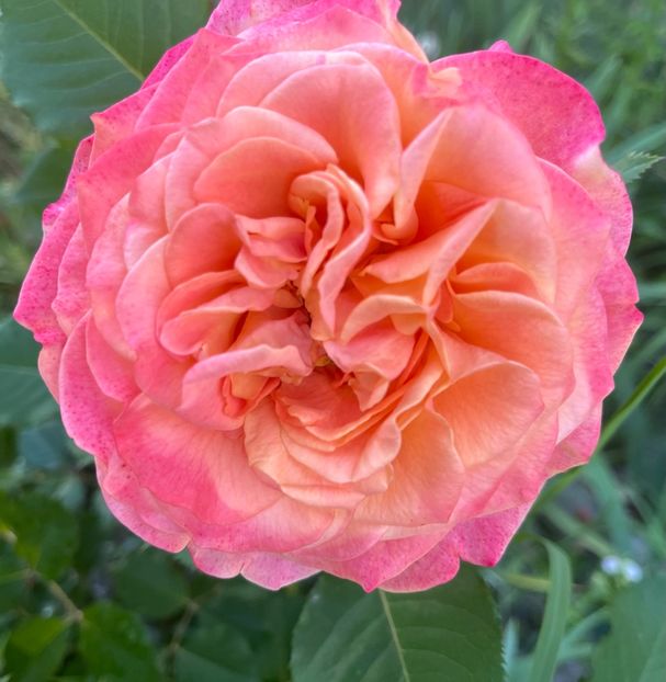 232D3F0B-604F-4446-9FBF-91F692F331C8 - Trandafiri la balta 2023