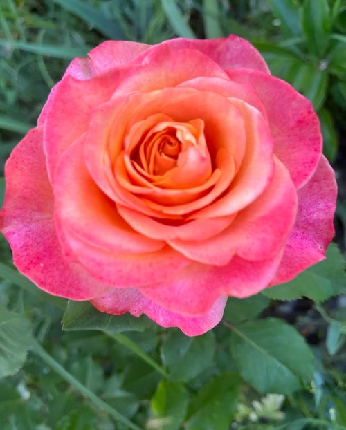 4418F20D-FEAD-4869-B0A9-D31C6ACD08F2 - Trandafiri la balta 2023