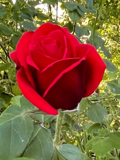 03C3C29B-FD30-408D-A33F-5E44A3E2FF9F - Trandafiri la balta 2023