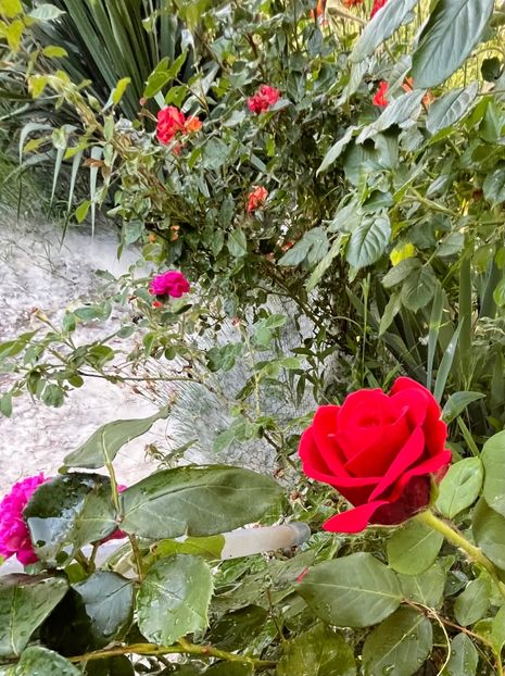 5096458F-C919-4272-80F1-9BAE54B70326 - Trandafiri la balta 2023