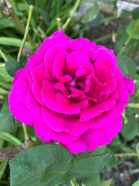 A4C207BC-6C85-4547-9ECF-F95C7BB11826 - Trandafiri la balta 2023