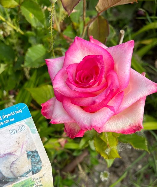 E9AB9EF0-8542-4573-97F7-31473C322CC4 - Trandafiri la balta 2023