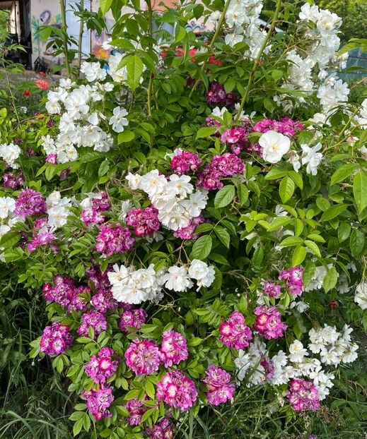 8FEA8C36-2926-4661-87E9-B1073BBCA360 - Trandafiri la balta 2023