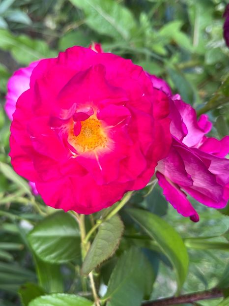 CE4C04EC-AC1F-4966-A3E6-F85FD20763D7 - Trandafiri la balta 2023