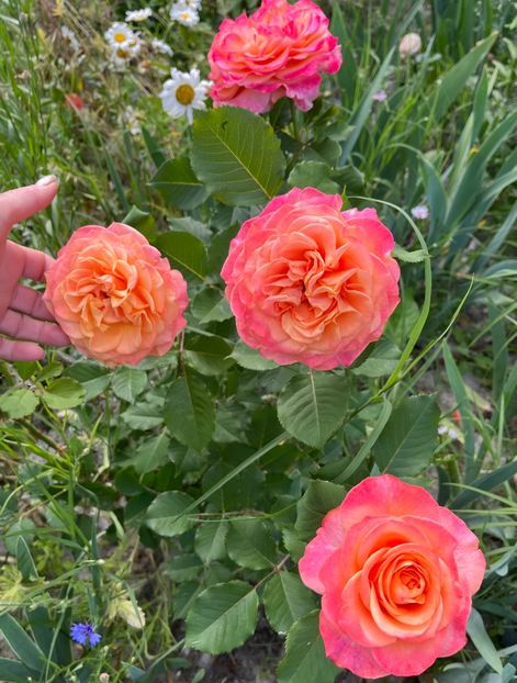 8B0680E2-999E-4528-B498-47EB30B9BD39 - Trandafiri la balta 2023