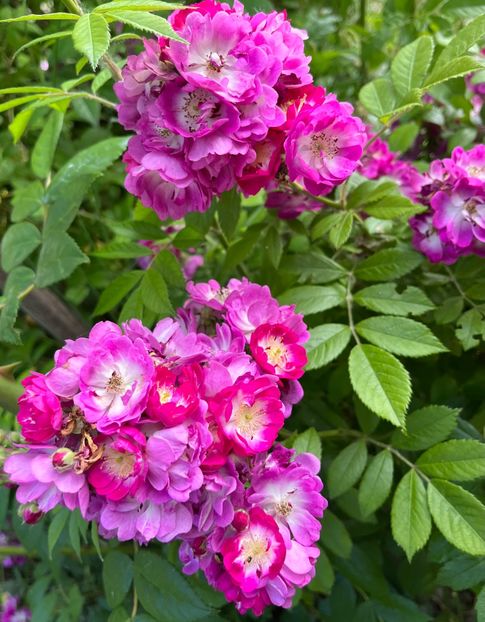 B8F4A0DA-ADAB-42A2-AE9D-7C98D113DB9D - Trandafiri la balta 2023