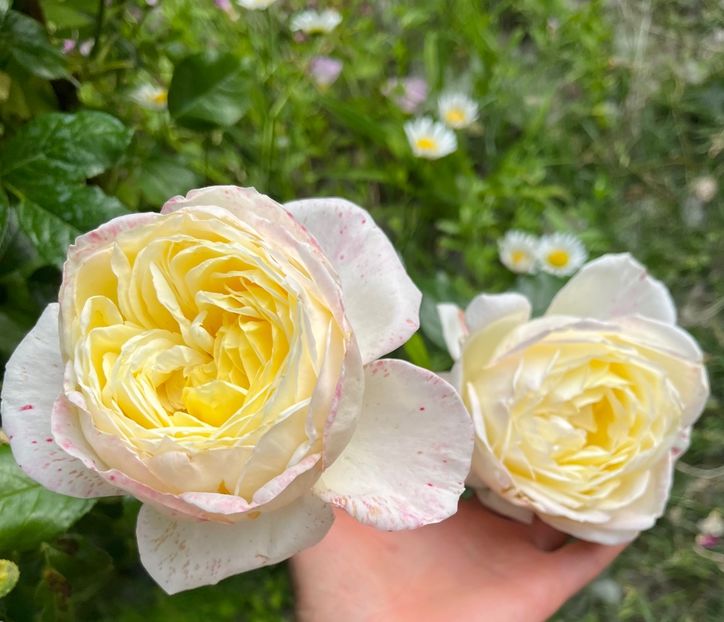 7DCF6AB0-C5A5-46CC-A28D-CDE7221F65CC - Trandafiri la balta 2023