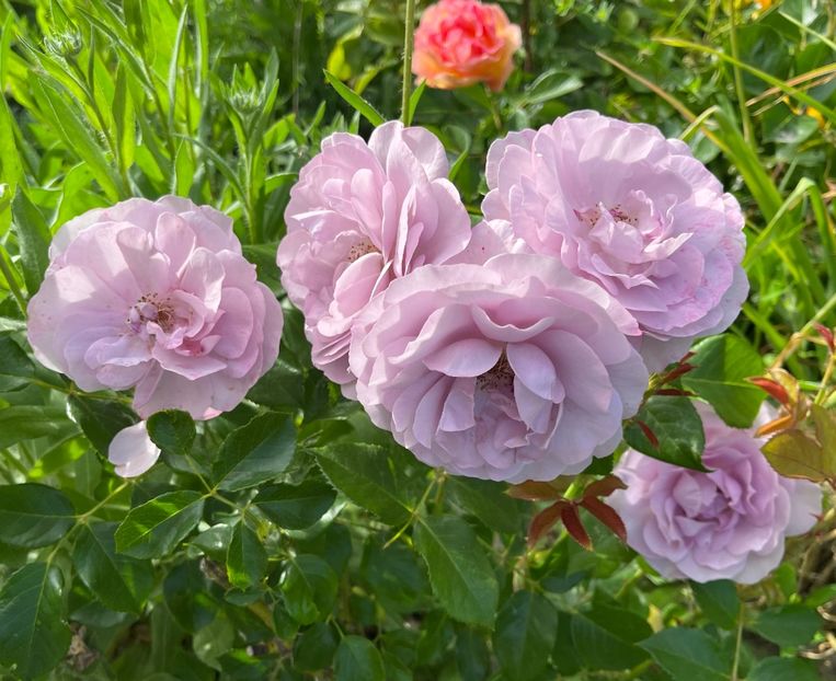 4872D5A2-C204-452E-A63E-1D4DD829D7CB - Trandafiri la balta 2023