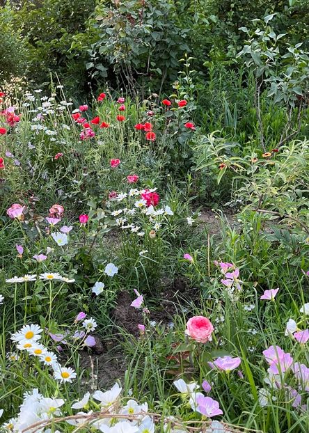 B9F1CFEC-5765-4BD3-96C1-F4607D366879 - Flori la Balta 2016 2023