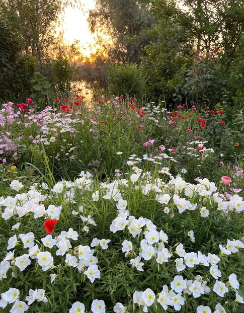 59FE1860-0F9C-4617-9FCE-5E371DEF4128 - Flori la Balta 2016 2023