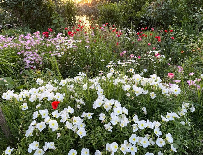 5A3A70F3-4328-4375-8EBD-FEF337B80017 - Flori la Balta 2016 2023