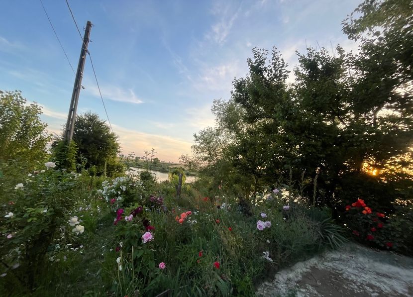 EF1933C5-CF5D-4B6C-A0A3-C83BA57C3CCE - Flori la Balta 2016 2023