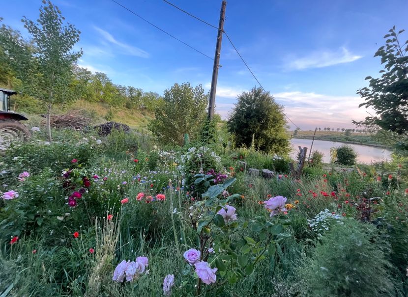 9B483888-BD2A-4D5A-A498-3EA6E6198628 - Flori la Balta 2016 2023