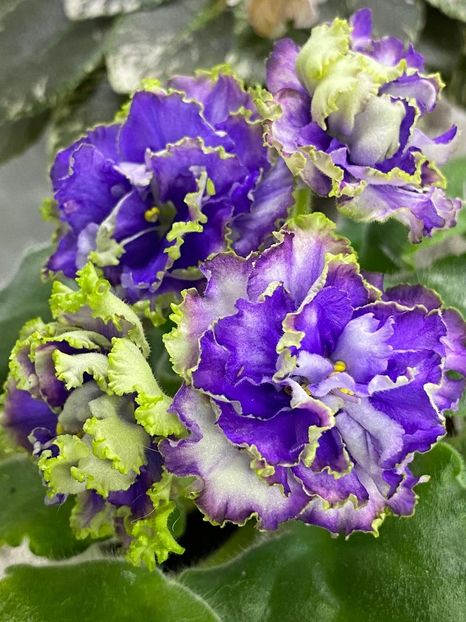 IMG-20230601-WA0020 - Vodianoj